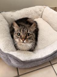 Found/Stray Female Cat last seen Kevin Place, Vancouver, BC V6S 2K8