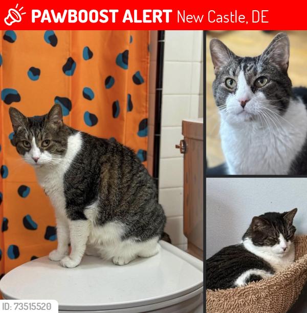 Lost Male Cat last seen Historic Old Newcastle, Delaware, New Castle, DE 19720
