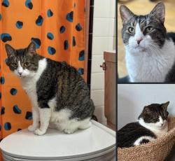 Lost Male Cat last seen Historic Old Newcastle, Delaware, New Castle, DE 19720