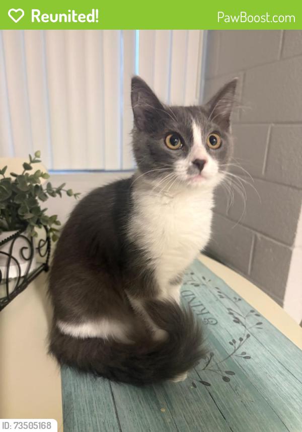 Reunited Unknown Cat last seen McDowell Rd and Pima Rd by QT, Scottsdale, AZ 85257