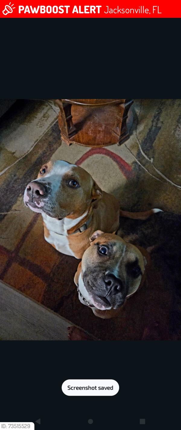 Lost Male Dog last seen Edgewood Ave and 12th street, Jacksonville, FL 32254