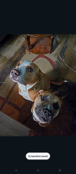 Lost Male Dog last seen Edgewood Ave and 12th street, Jacksonville, FL 32254