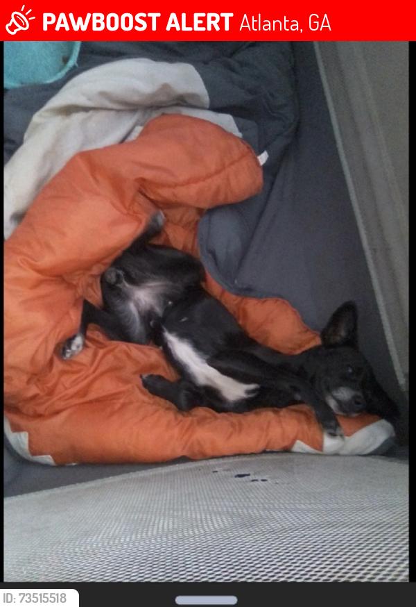Lost Female Dog last seen Sable Glen hses, Atlanta, GA 30349