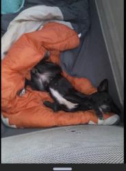 Lost Female Dog last seen Sable Glen hses, Atlanta, GA 30349