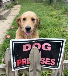 Reunited Female Dog last seen South Fleming and west Washington, Indianapolis, IN 46241