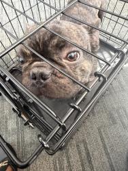 Found/Stray Unknown Dog last seen Near speedway, Winston-Salem, NC 27107