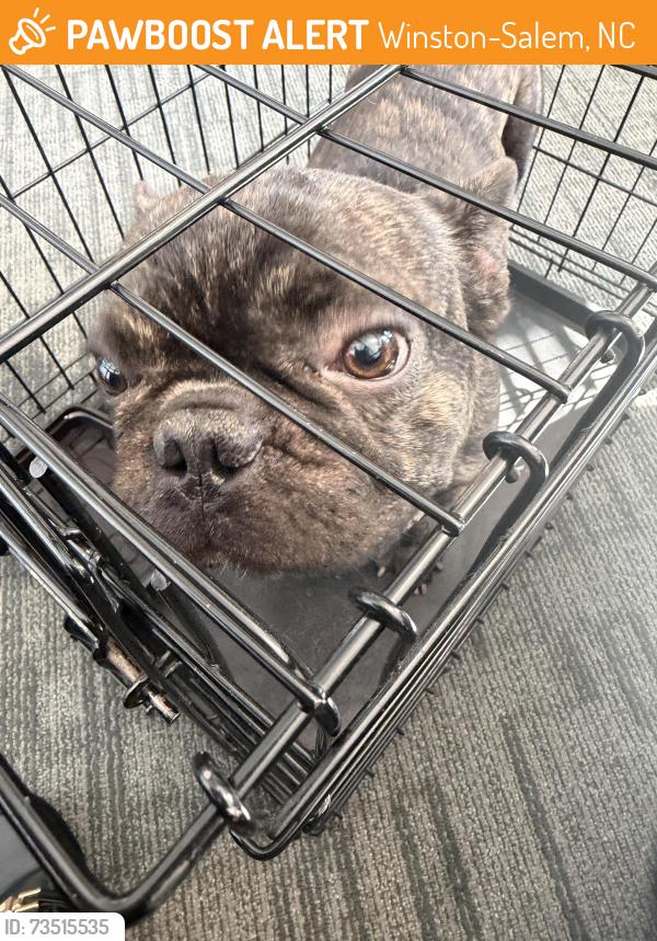 Found/Stray Unknown Dog last seen Near speedway, Winston-Salem, NC 27107