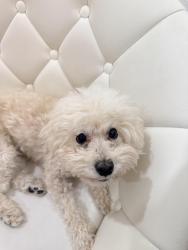 Reunited Female Dog last seen Shinnecock hills, Las Vegas, NV 89141