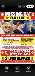 Lost Female Cat last seen Near creek side drive Grovetown GA, Grovetown, GA 30813