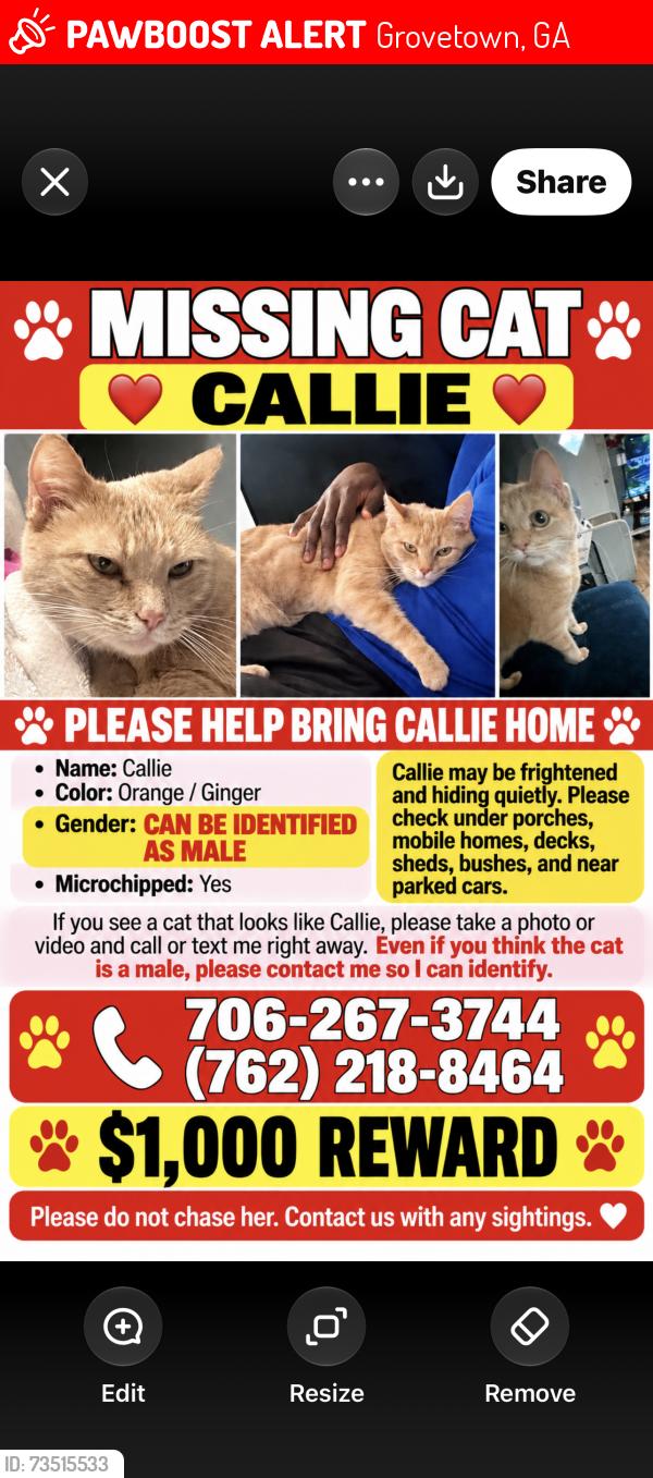Lost Female Cat last seen Near creek side drive Grovetown GA, Grovetown, GA 30813