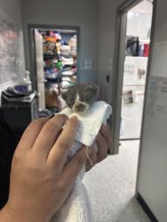 Shelter Stray Male Cat last seen Converse Business Ln, Zone 1, TX, 8755 Farm to Market 1516, Converse, TX 78109, USA