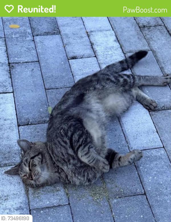 Reunited Male Cat last seen Near Monroe St, Hollywood, FL 33020, USA, Hollywood, FL 33020