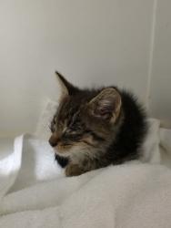 Shelter Stray Male Cat last seen Alex, 22309 - M. Wash St + Augustine St, Fairfax County, VA, 4500 West Ox Rd, Fairfax, VA 22030, USA