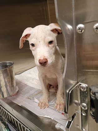 Shelter Stray Male Dog last seen Near West Ridge Rd., Atlanta, GA, 1251 Fulton Industrial Blvd NW, Atlanta, GA 30336, USA