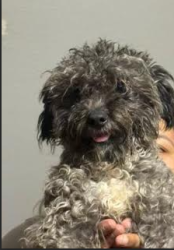 Lost Male Dog last seen Near ave and Thomas, Phoenix, AZ 85035