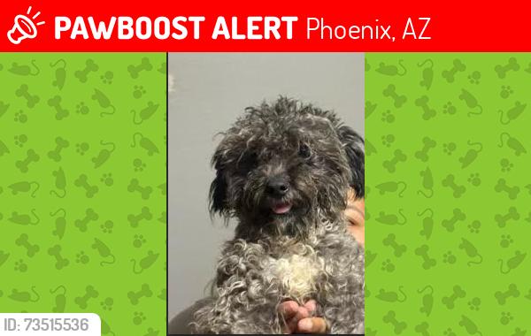 Lost Male Dog last seen Near ave and Thomas, Phoenix, AZ 85035