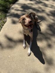 Found/Stray Female Dog last seen On a road between Ponder and Krum, TX, Krum, TX 76249