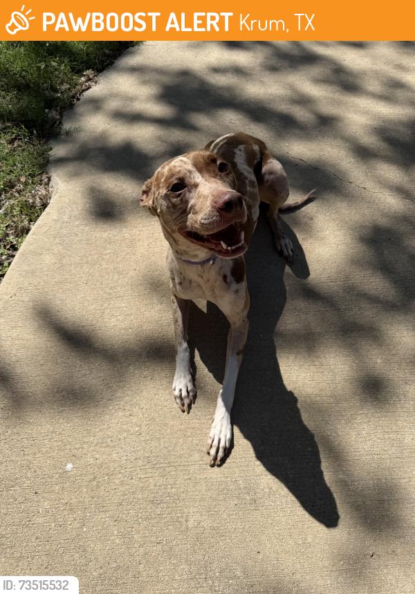 Found/Stray Female Dog last seen On a road between Ponder and Krum, TX, Krum, TX 76249
