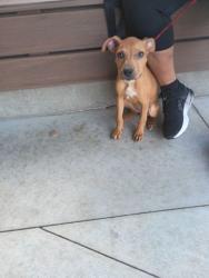 Shelter Stray Female Dog last seen Near Ollie St Nw, Atlanta, GA, 1251 Fulton Industrial Blvd NW, Atlanta, GA 30336, USA