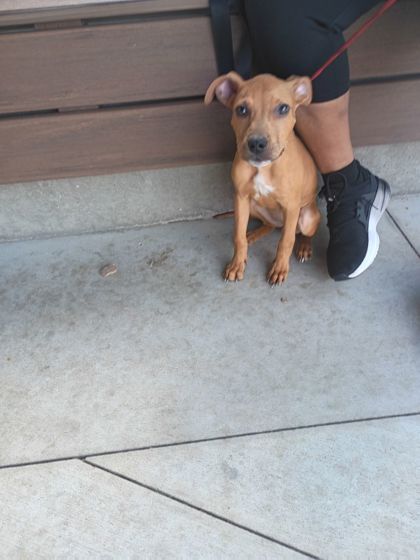 Shelter Stray Female Dog last seen Near Ollie St Nw, Atlanta, GA, 1251 Fulton Industrial Blvd NW, Atlanta, GA 30336, USA
