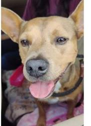 Shelter Stray Unknown Dog last seen Near Henderson Park Rd, Tucker, GA 30084, 30084, GA, 3280 Chamblee Dunwoody Rd, Chamblee, GA 30341, USA