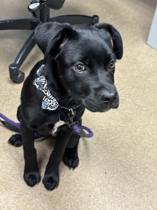 Shelter Stray Female Dog last seen Near Redan Road, Stone Mountain, GA, 30083, 30083, GA, 3280 Chamblee Dunwoody Rd, Chamblee, GA 30341, USA