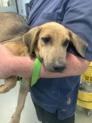 Shelter Stray Female Dog last seen , East District, TX, 355 Hillshire Dr, Haslet, TX 76052, USA
