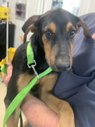 Shelter Stray Female Dog last seen , East District, TX, 355 Hillshire Dr, Haslet, TX 76052, USA
