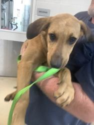 Shelter Stray Female Dog last seen , East District, TX, 355 Hillshire Dr, Haslet, TX 76052, USA