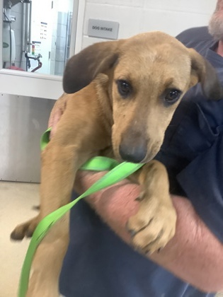 Shelter Stray Female Dog last seen , East District, TX, 355 Hillshire Dr, Haslet, TX 76052, USA