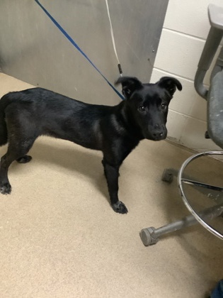 Shelter Stray Male Dog last seen Near W Belknap Street, Central District, TX, 355 Hillshire Dr, Haslet, TX 76052, USA