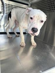 Shelter Stray Male Dog last seen Near WOODBEACH DR, South District, TX, 355 Hillshire Dr, Haslet, TX 76052, USA