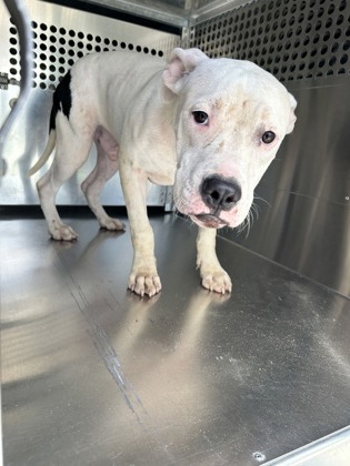 Shelter Stray Male Dog last seen Near WOODBEACH DR, South District, TX, 355 Hillshire Dr, Haslet, TX 76052, USA