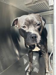 Shelter Stray Male Dog last seen Near Village Ln., East District, TX, 355 Hillshire Dr, Haslet, TX 76052, USA