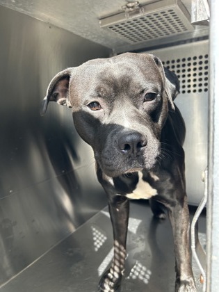 Shelter Stray Male Dog last seen Near Village Ln., East District, TX, 355 Hillshire Dr, Haslet, TX 76052, USA