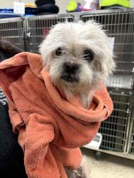 Shelter Stray Female Dog last seen Glenbrook apts, Memphis, TN, 935 Farm Rd, Memphis, TN 38134, USA