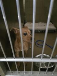 Shelter Stray Male Dog last seen Tisdale, Cedar Hill, TX, 1150 E Pleasant Run Rd, Cedar Hill, TX 75104, USA