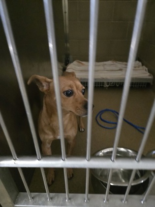 Shelter Stray Male Dog last seen Tisdale, Cedar Hill, TX, 1150 E Pleasant Run Rd, Cedar Hill, TX 75104, USA
