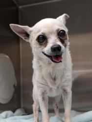 Shelter Stray Male Dog last seen Independence Hwy & Arlington Dr, Inverness, FL, 4030 S Airport Rd, Inverness, FL 34450, USA