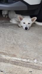 Found/Stray Male Dog last seen Tasmania, Harris County, TX 77449