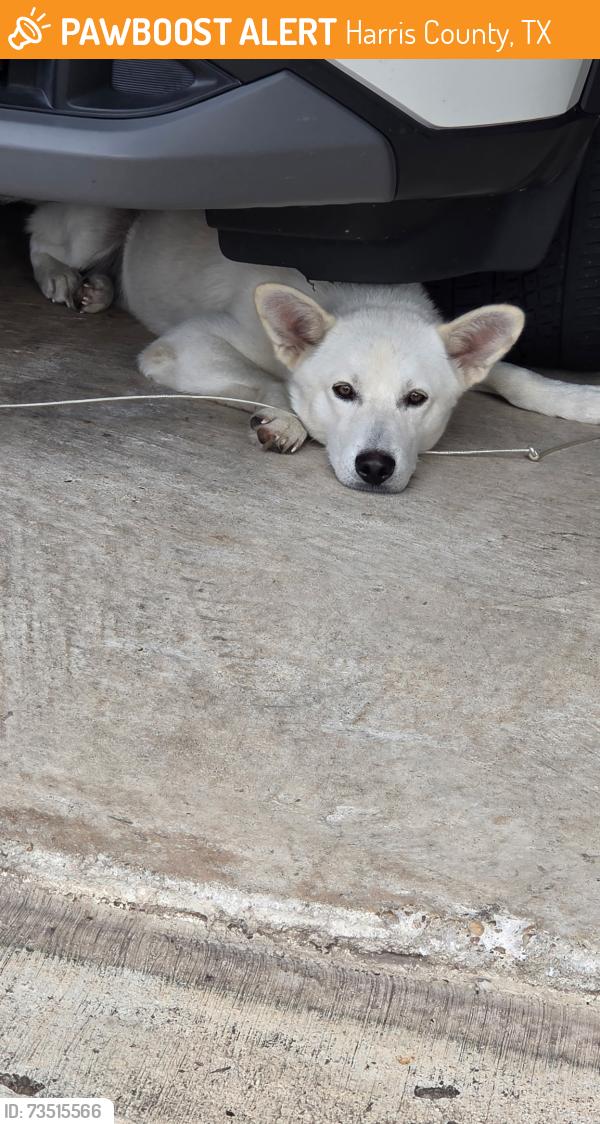 Found/Stray Male Dog last seen Tasmania, Harris County, TX 77449