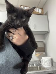 Shelter Stray Male Cat last seen In drain by Seymour fire dept, Sevier County ACO, TN, 1008 Old Knoxville Hwy, Sevierville, TN 37862, USA
