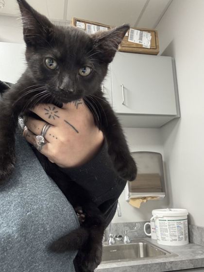 Shelter Stray Male Cat last seen In drain by Seymour fire dept, Sevier County ACO, TN, 1008 Old Knoxville Hwy, Sevierville, TN 37862, USA