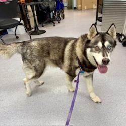 Shelter Stray Female Dog last seen 35th & Paxton, Oakland, CA, 1101 29th Ave, Oakland, CA 94601, USA