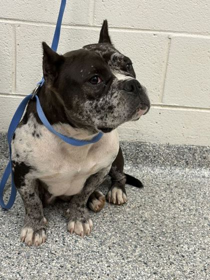 Shelter Stray Female Dog last seen Piedmont Dr, City of Knoxville GP, TN, 3201 Division St, Knoxville, TN 37919, USA