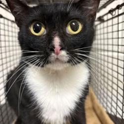 Shelter Stray Female Cat last seen Near Asbury Rd, Knox County GP, TN, 3201 Division St, Knoxville, TN 37919, USA