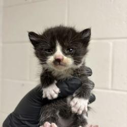 Shelter Stray Female Cat last seen Near Asbury Rd, Knox County GP, TN, 3201 Division St, Knoxville, TN 37919, USA