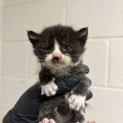 Shelter Stray Female Cat last seen Near Asbury Rd, Knox County GP, TN, 3201 Division St, Knoxville, TN 37919, USA