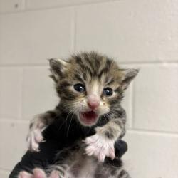Shelter Stray Male Cat last seen Near Asbury Rd, Knox County GP, TN, 3201 Division St, Knoxville, TN 37919, USA