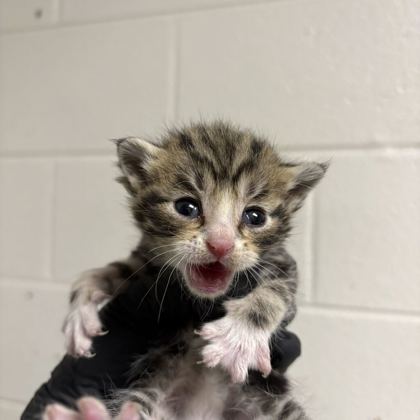 Shelter Stray Male Cat last seen Near Asbury Rd, Knox County GP, TN, 3201 Division St, Knoxville, TN 37919, USA